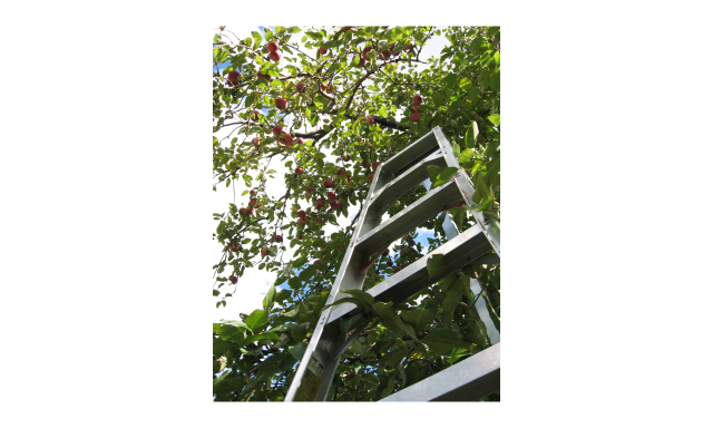 Escalera inteligente apoyada en un árbol frutal