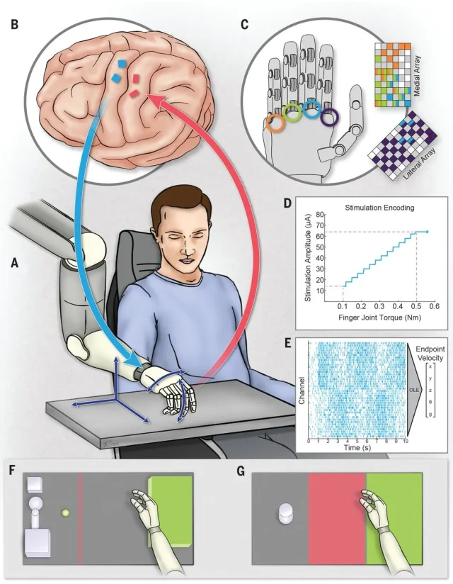 Esquema de interfaz cerebro-máquina que muestra el control de un brazo robótico mediante señales neuronales y retroalimentación sensorial.